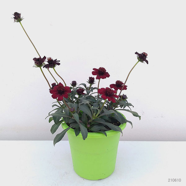 園芸ネット本店｜チョコレートコスモス：チョカモカ4.5号鉢植え の通販