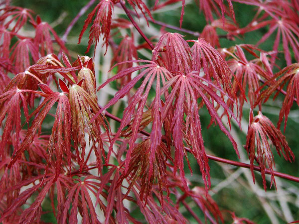 園芸ネット本店｜モミジ：レッドドラゴン4号ポット の通販【公式】