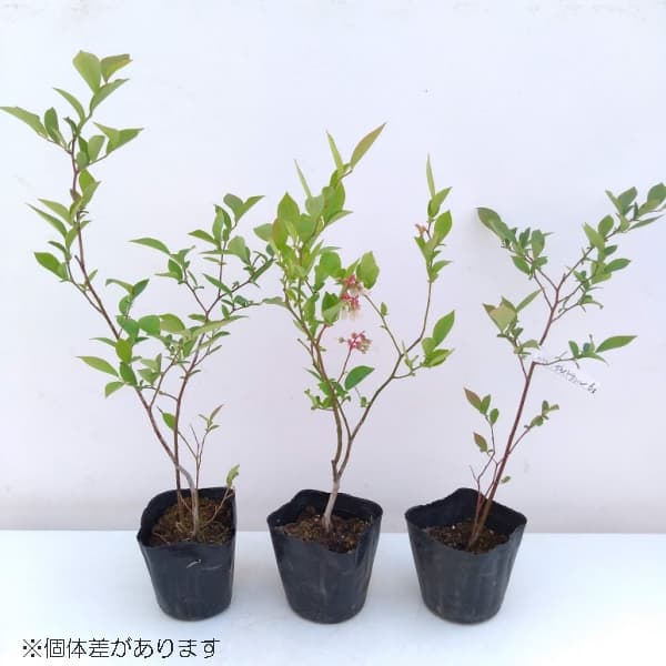 園芸ネット本店｜ブルーベリー（ハイブッシュ系）：プル3.5号ポット の