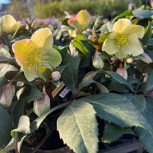 園芸ネット本店｜クリスマスローズ（原種交配）：*HGCマーロン4.5号