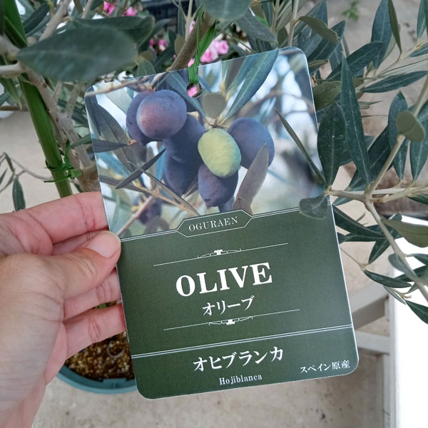 園芸ネット本店｜オリーブ：オヒブランカ 8号鉢植え* の通販【公式】