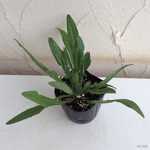 園芸ネット本店｜矢車草・中性ピンク3号ポット 2株セット の通販【公式】