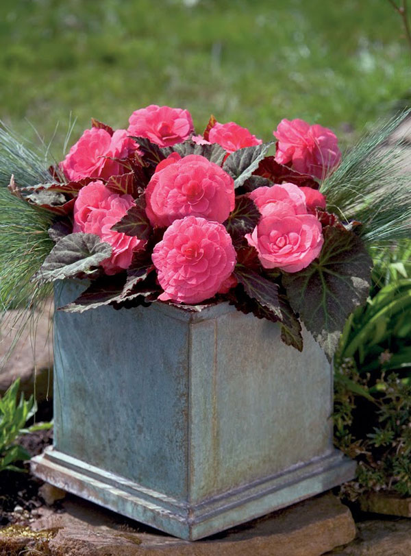 園芸ネット本店｜ベゴニア：ノンストップモカ ピンクシェード3-3.5号