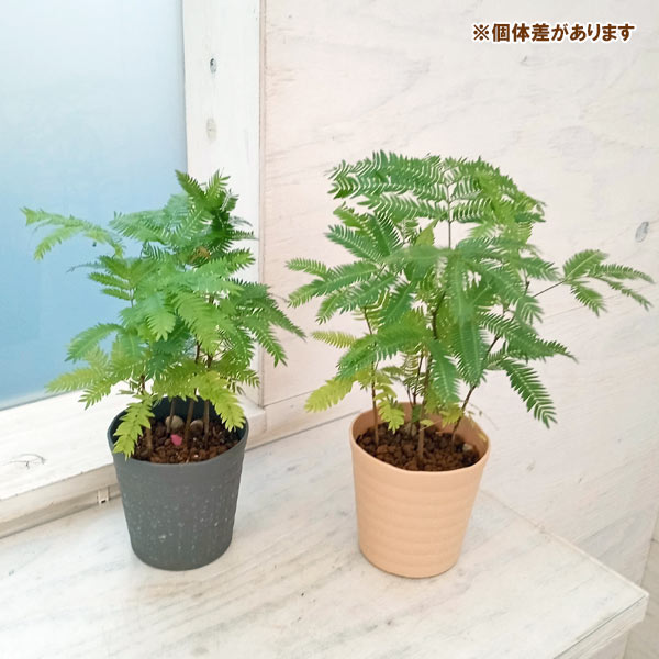 園芸ネット本店｜エバーフレッシュ（実生苗） 3.5号鉢入り の通販【公式】