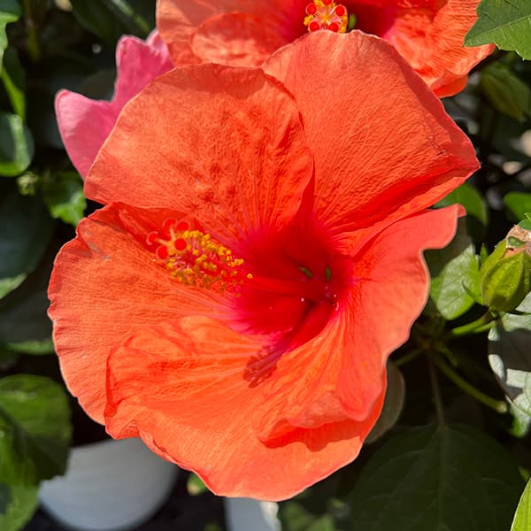 園芸ネット本店｜ハイビスカス（ニューロングライフ）：トロピカル