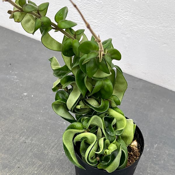 園芸ネット本店｜ホヤ：カルノーサ コンパクタ3.5号鉢入り の通販【公式】