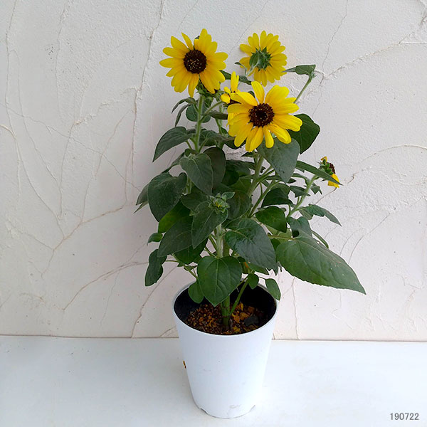園芸ネット本店｜ヒマワリ：サンフィニティ6号鉢植え の通販【公式】