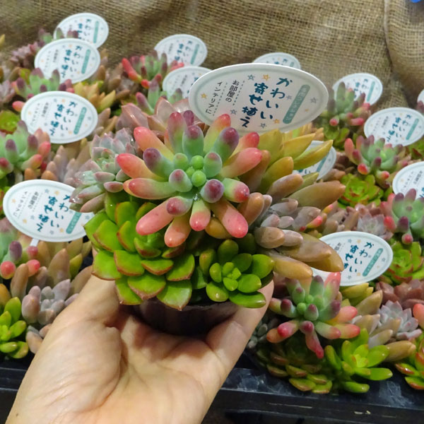 園芸ネット本店｜植え込みセット：ミニ門松（多肉植物） 鉢黒 の通販