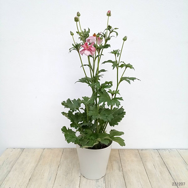 園芸ネット本店｜ラナンキュラス：ラックス リュキア5号鉢（開花終了株