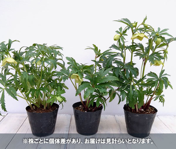 園芸ネット本店｜クリスマスローズ（原種系）：ボッコネイ4号ポット の