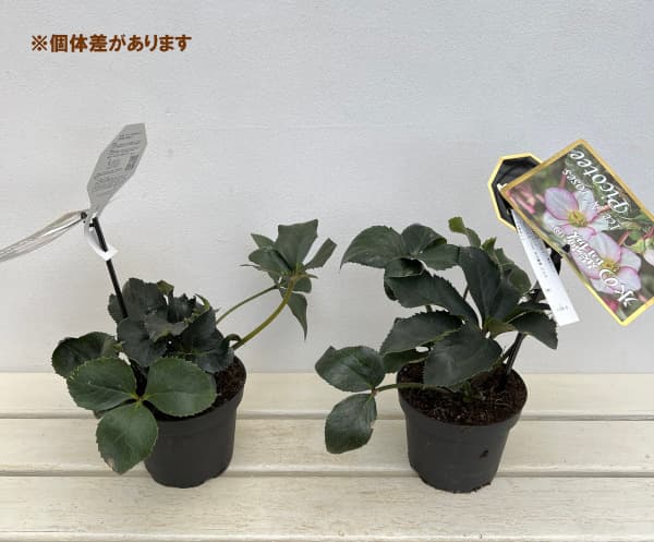 園芸ネット本店｜クリスマスローズ：*HGC Ice N'roses 氷の薔薇