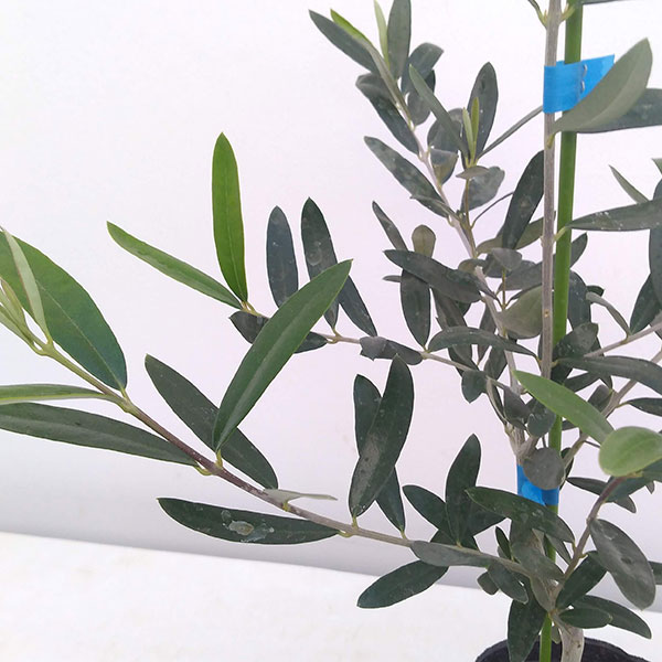 園芸ネット本店｜オリーブ：ジャンボカラマタ接木苗5～6号ポット の