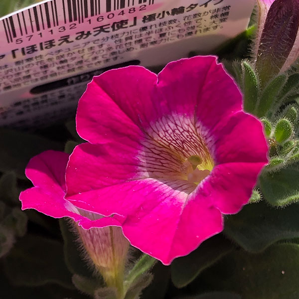 園芸ネット本店｜[26年3月中下旬予約]ペチュニア（耐寒性）：ほほえみ