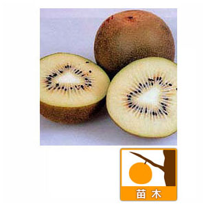 園芸ネット本店｜キウイ雌雄2種受粉樹セット：ゴールデンキングと