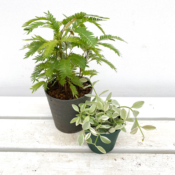 園芸ネット本店｜爽やか小鉢セット（エバーフレッシュ3.5号鉢