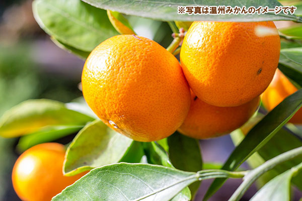 園芸ネット本店｜ミカン：温州みかん たぐちわせ（田口早生）4.5号