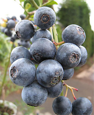 ご注文品 ブライトウェル＆フェスティバル ブルーベリー準大苗セット