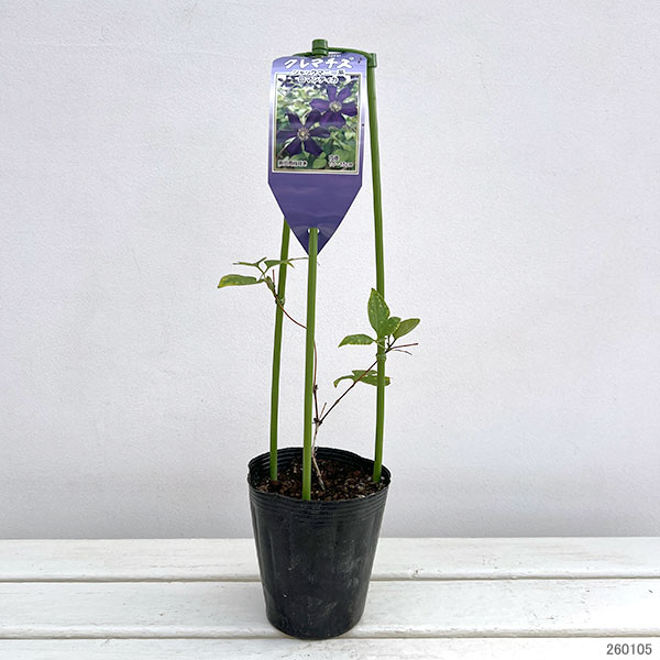 園芸ネット本店｜クレマチス：ロマンティカ4号ポット(ジャックマニー