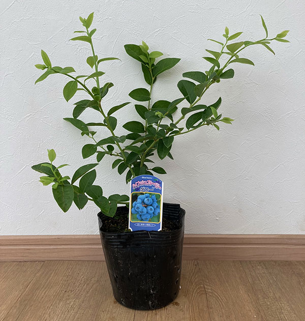 園芸ネット本店｜ブルーベリー（ハイブッシュ系）：ダロー5号ポット の