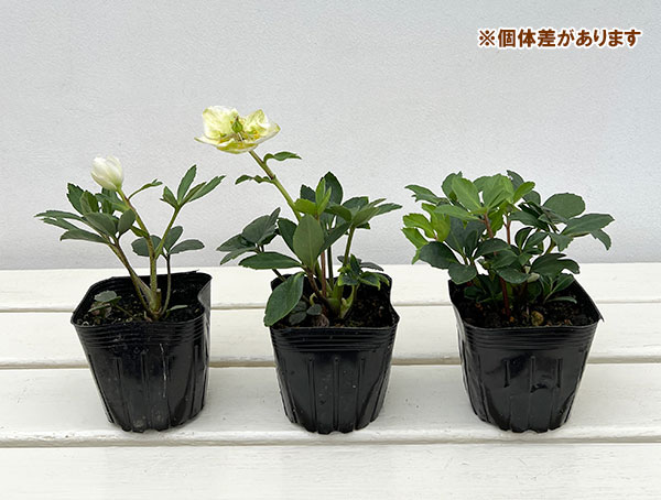園芸ネット本店｜クリスマスローズ（原種系）：早咲きニゲル3号ポット