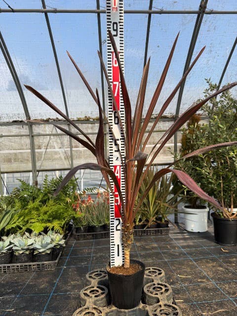 園芸ネット本店｜コルジリネ：コーヒークラシック5号ポット の通販【公式】