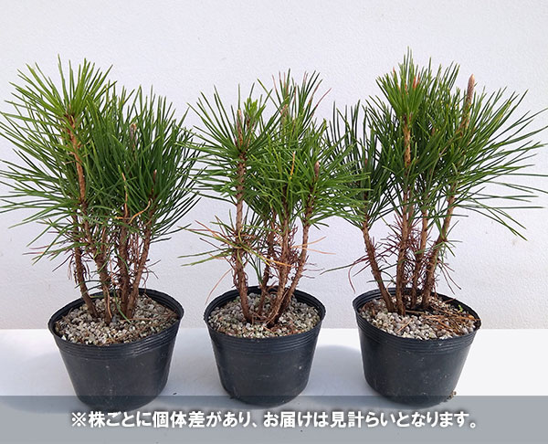 園芸ネット本店｜三河黒松寄せ（数株の寄せ植え）3号ポット の通販【公式】