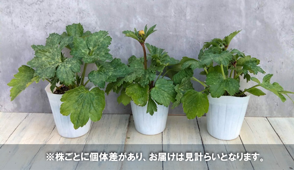 園芸ネット本店｜ラナンキュラス：ラックス ヘスティア3.5-4号ポット