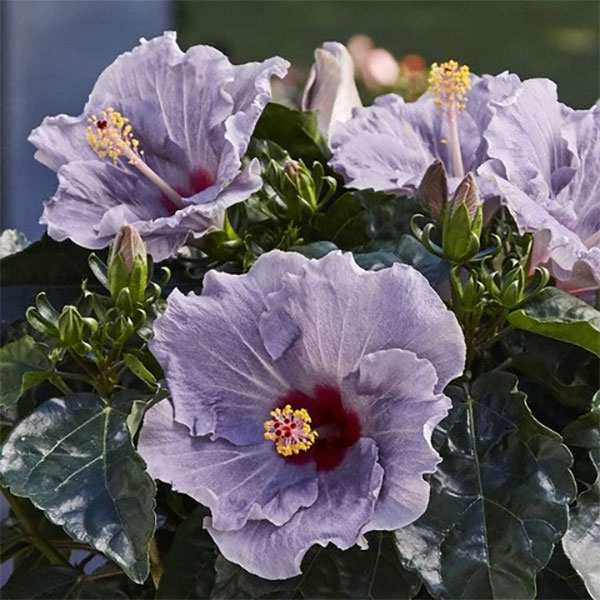 園芸ネット本店｜ハイビスカス（ニューロングライフ）：ケイト7号鉢 の