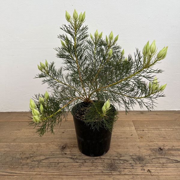 園芸ネット本店｜セルリア（ジョーイセルリア）：ブラッシングブライド