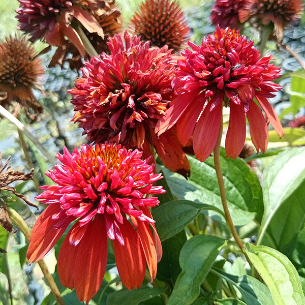 園芸ネット本店｜エキナセア（八重咲き）：ダブルスクープ オレンジ