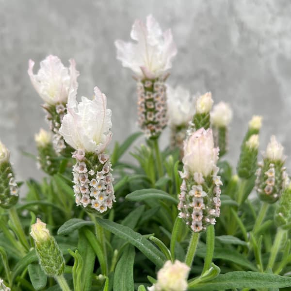 園芸ネット本店｜[春の鉢花予約]フレンチラベンダー(ストエカス系