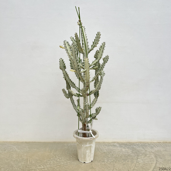 園芸ネット本店｜[ザ・ファームセレクト]ユーフォルビア：ホワイト