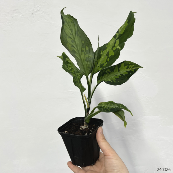 園芸ネット本店｜アグラオネマ：ピクタム 3号ポット の通販【公式】