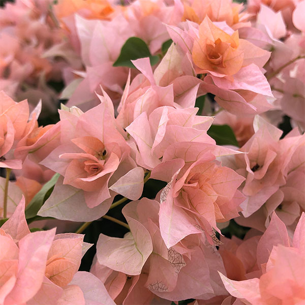 園芸ネット本店｜ブーゲンビリア八重咲き：オレンジ系3号ポット の通販