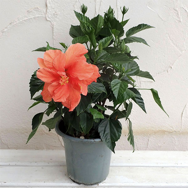 園芸ネット本店｜ハイビスカス・オレンジ八重5号鉢植え の通販【公式】