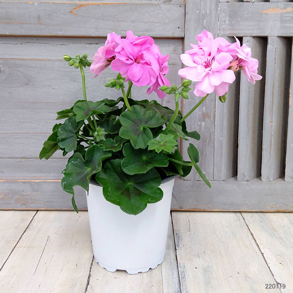 園芸ネット本店｜アイビーゼラニウム：シビルロジー4号ポット の通販