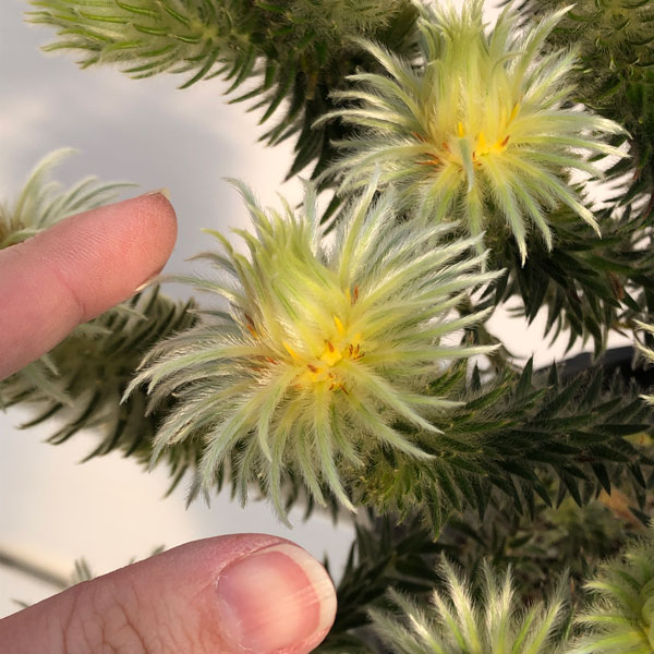 園芸ネット本店｜フィリカ プベッセンス：ワフトフェザー7号鉢植え の