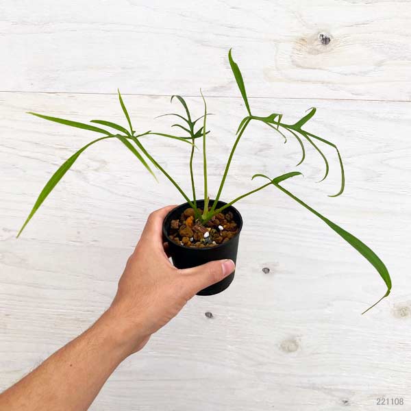 園芸ネット本店｜フィロデンドロン：ポリポディオイデス 3号 の通販