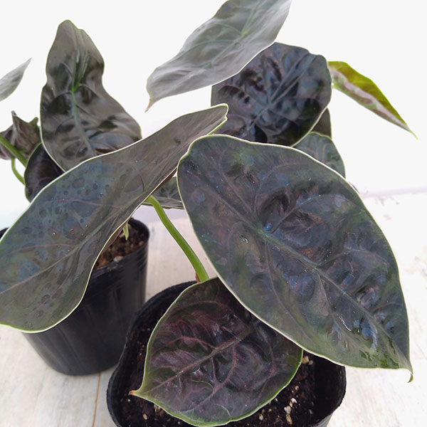 園芸ネット本店｜アロカシア：アズラニー 3.5号ポット の通販【公式】