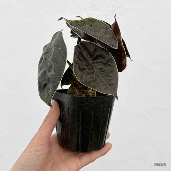 園芸ネット本店｜アロカシア：アズラニー 3.5号ポット の通販【公式】