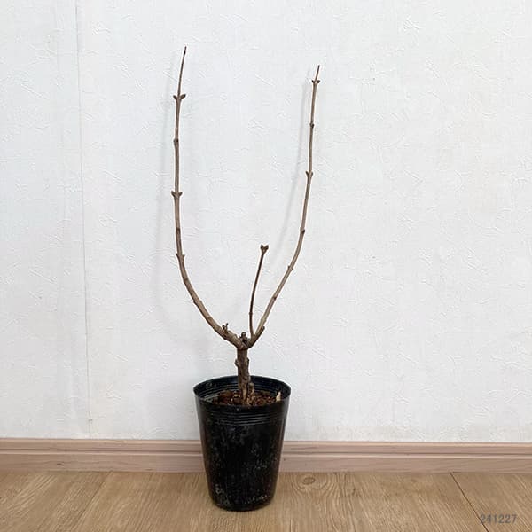 園芸ネット本店｜ライラック：プレジデントグレビー4-5号ポット の通販