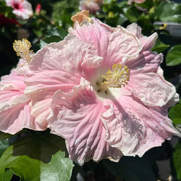 園芸ネット本店｜ハイビスカス（ニューロングライフ）：エリス7号