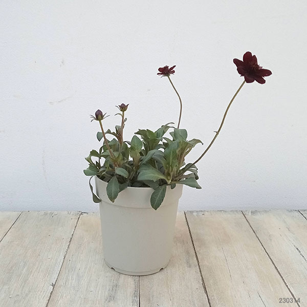 園芸ネット本店｜チョコレートコスモス：チョカモカ4号ポット* の通販