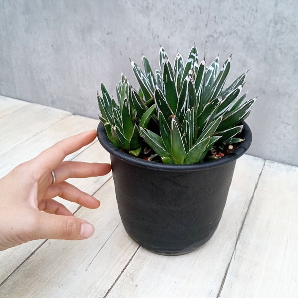 園芸ネット本店｜アガベ：笹の雪 5号鉢植え の通販【公式】