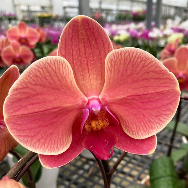 園芸ネット本店｜ファレノプシス：アンティークラブ3本立ち6号陶器