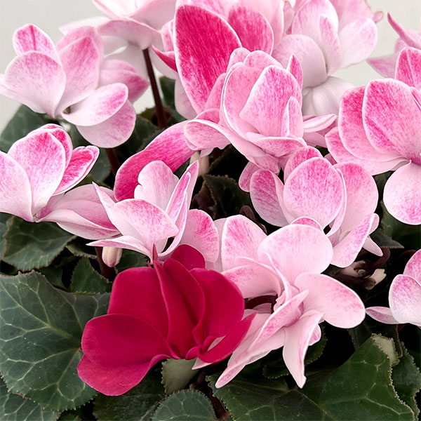 園芸ネット本店｜シクラメン（八重咲き）：ウインク シャワーワイン5号