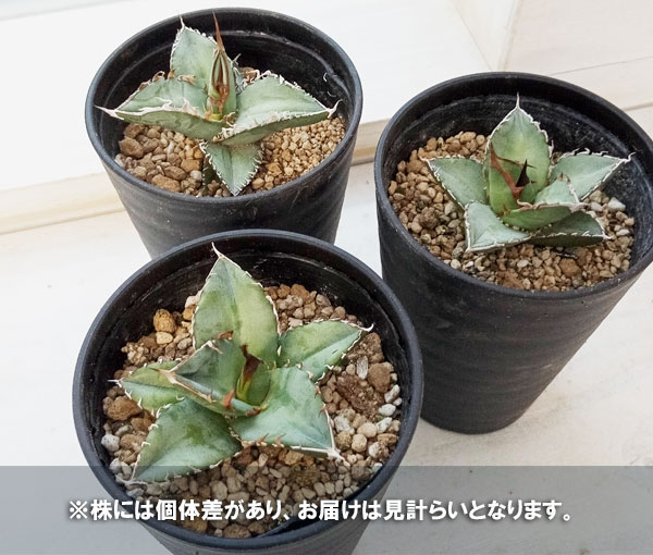 園芸ネット本店｜アガベ：オテロイ 3.5号鉢植え* の通販【公式】