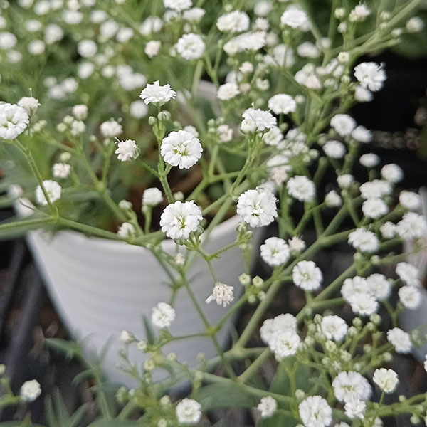 園芸ネット本店｜宿根カスミソウ：フェスティバルホワイトフレア5号