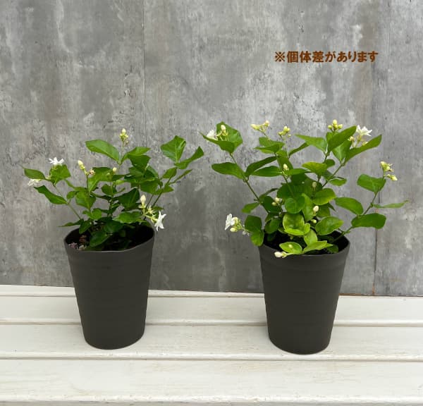 園芸ネット本店｜ジャスミン：八重マツリカ 4.5号鉢植え の通販【公式】