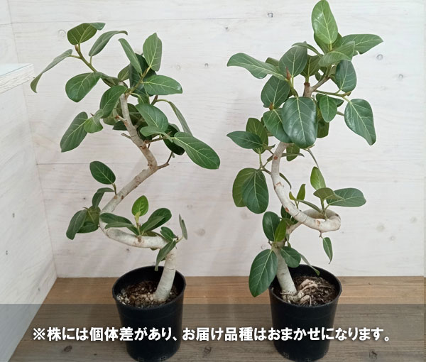 園芸ネット本店｜フィカス：ベンガレンシス（曲げ仕立て） 7号鉢植え